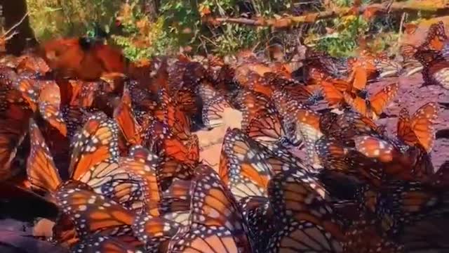 #butterfly #nature #scenery #earth #discovery #shorts #youtube #youtubeshorts #viral #creator