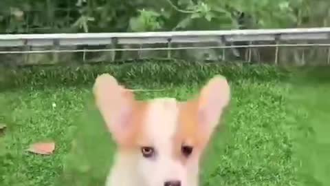 cute corgi