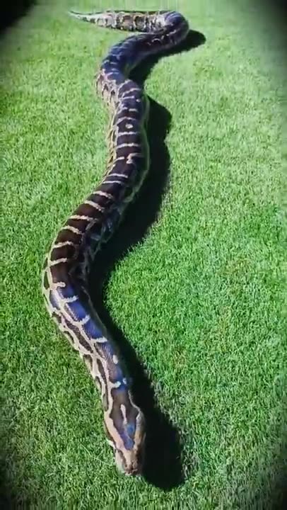 Anaconda - A big Snake in Garden #Shorts
