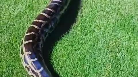 Anaconda - A big Snake in Garden #Shorts