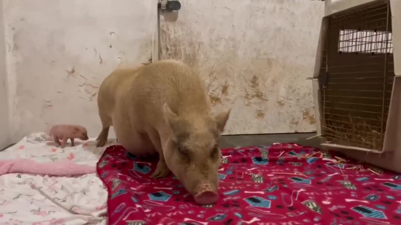 Rescued Mama Pig & Baby Piglet Talking to Each Other