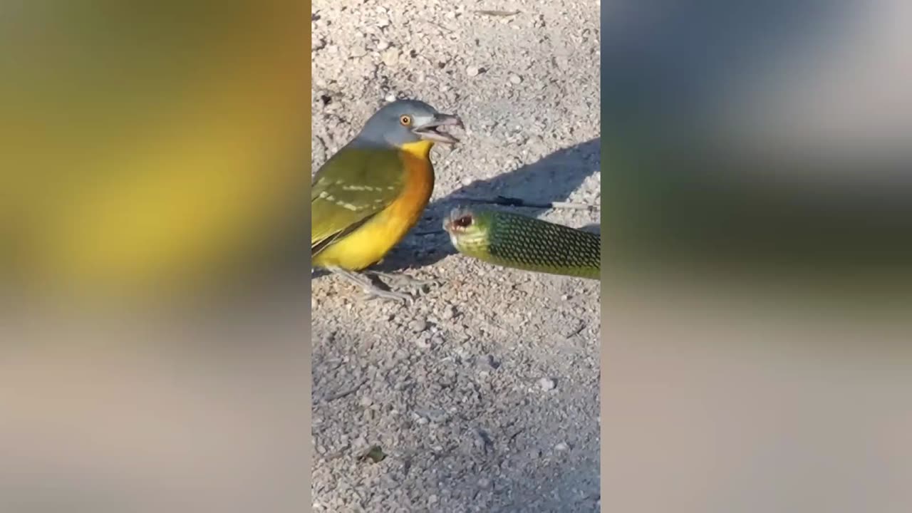 Bird Rips Snake’s Eyes out as it Tries to Escape