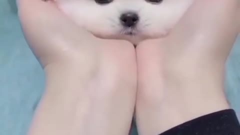 CUTE PUPPY <3