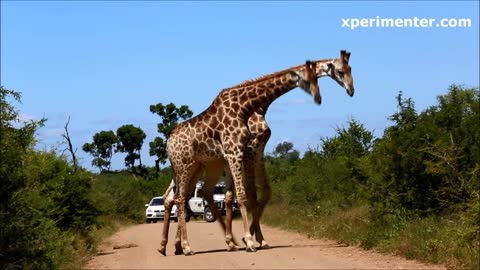 Majestic giraffes casually stroll down the path