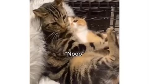 Funniest cat videos #88 - HILARIOUS!