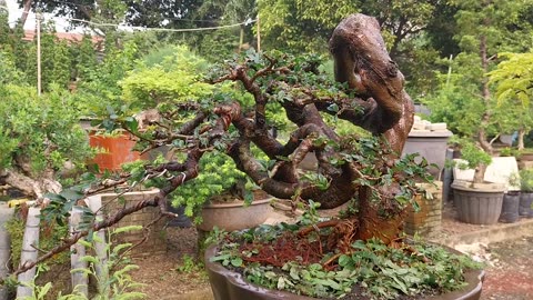 Where's your bonsai? This is a bonsai from Indonesia