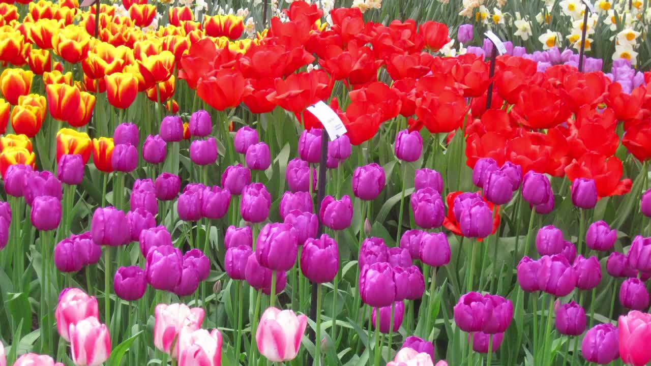 Festival of Holland Tulips! 🌷Tulips Festival Keukenhof