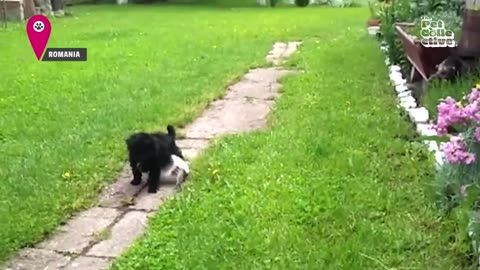 Animal BEST Friends | 1 Hour of FUNNY Pets 😍
