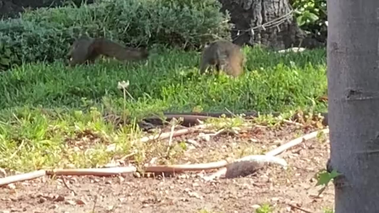 Chasing Her...Until She Gets Him! #Nature #Squirre #Dog #Panda