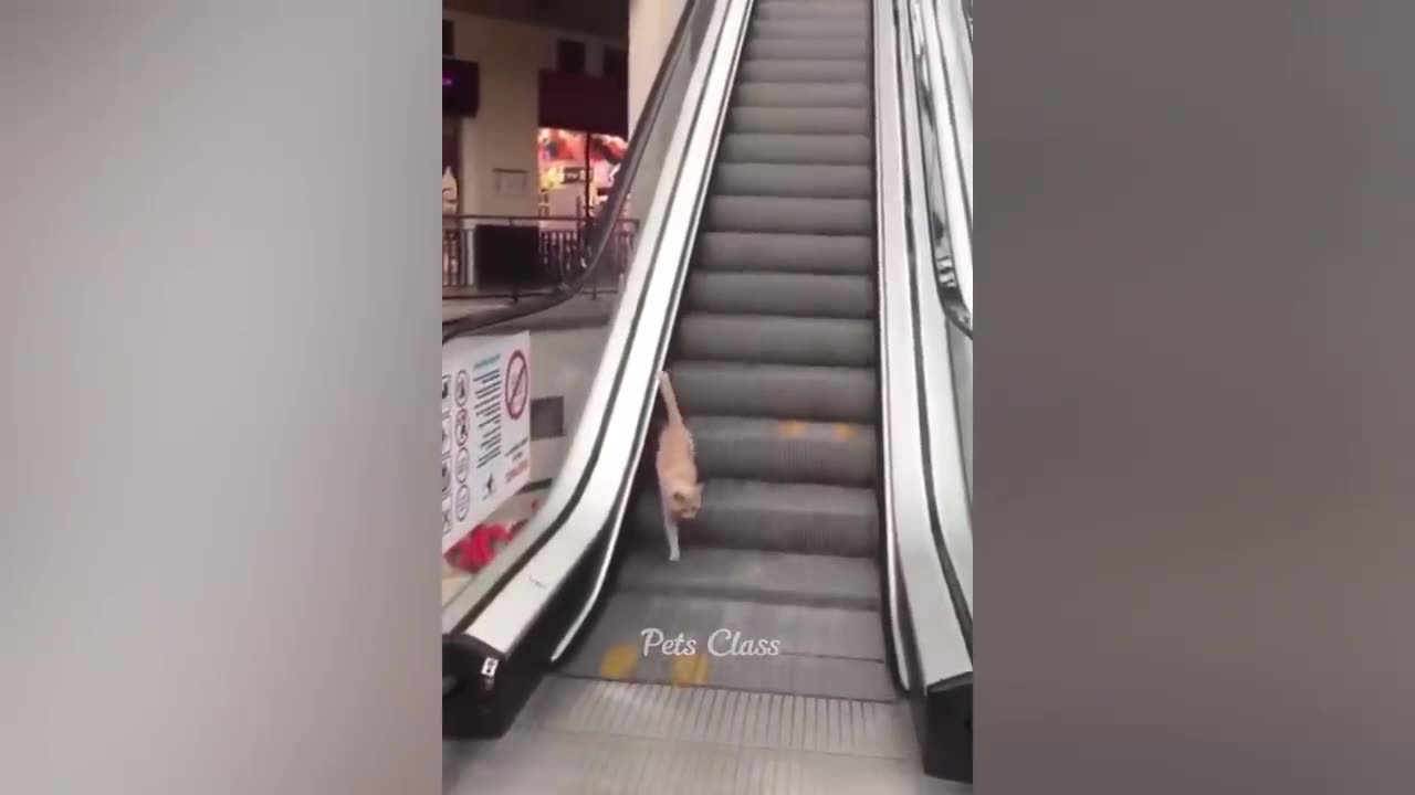 Funniest Animals 2023 π Funny Dogs and Cats Videos πΊπΆ Part 2