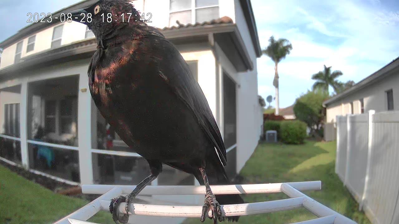 More bird 🐦 videos