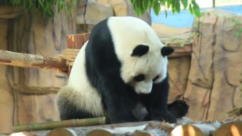 Funny giant panda