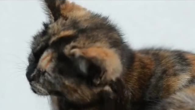 Funny cat 😺😺😺most funny moment😘😘😘...💝💝💝💝😽😽😽😽😚😚😚