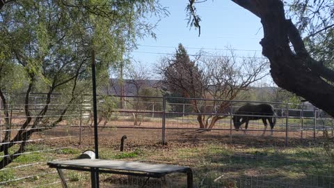 Horses playing