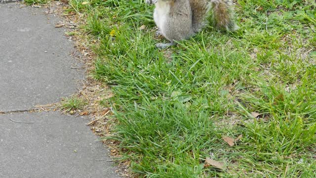 squirrel eating