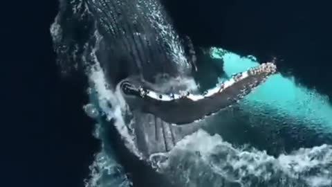 This is a beautiful and charming water-dwelling species