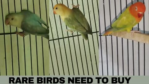 Rare Birds Need To Buy