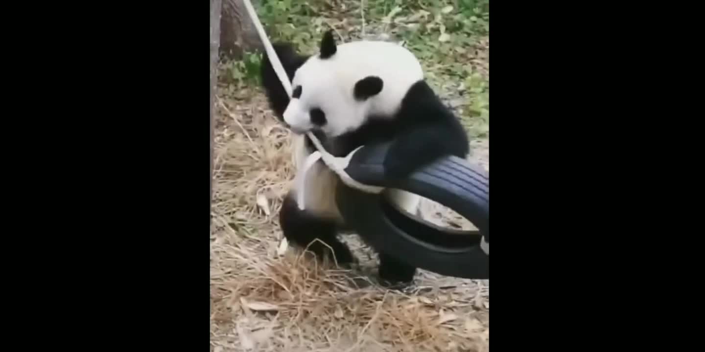 Funny video! Try not to laugh