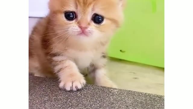 Cute kitten video