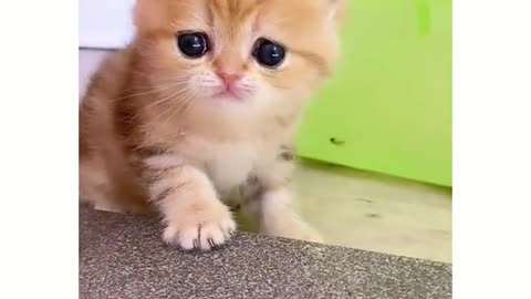 Cute kitten video