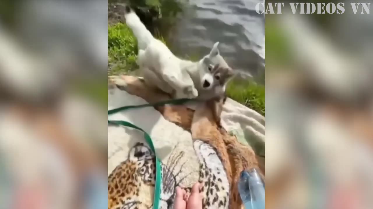 Funny dogs and cats