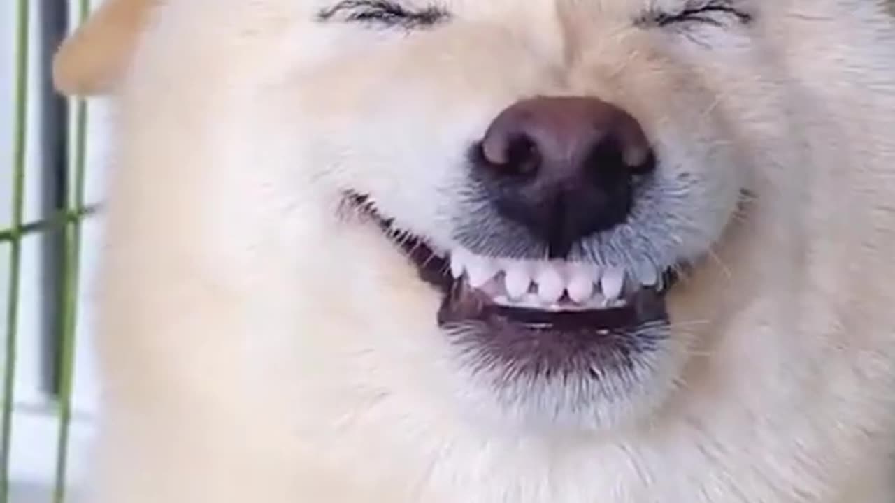 Cat and dog funny video 📸