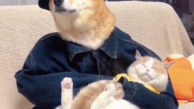 Happy time with the cat