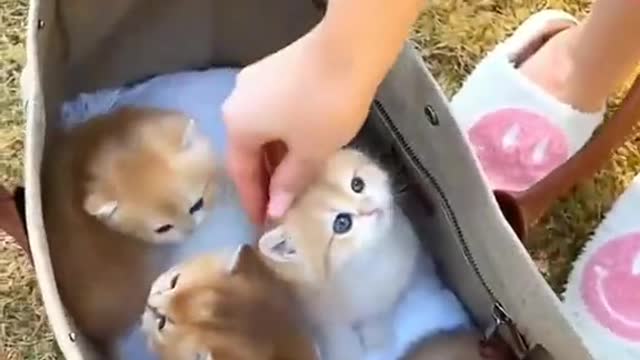 cute cats