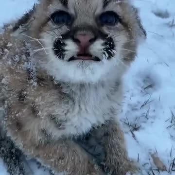 pets top 2 video, 1 don't worry, this cougar cub is not going to freez | funny animals