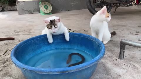 Cute Funny Animal 😺🐈🐕🤣😂