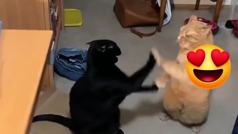 Funny Cat Video