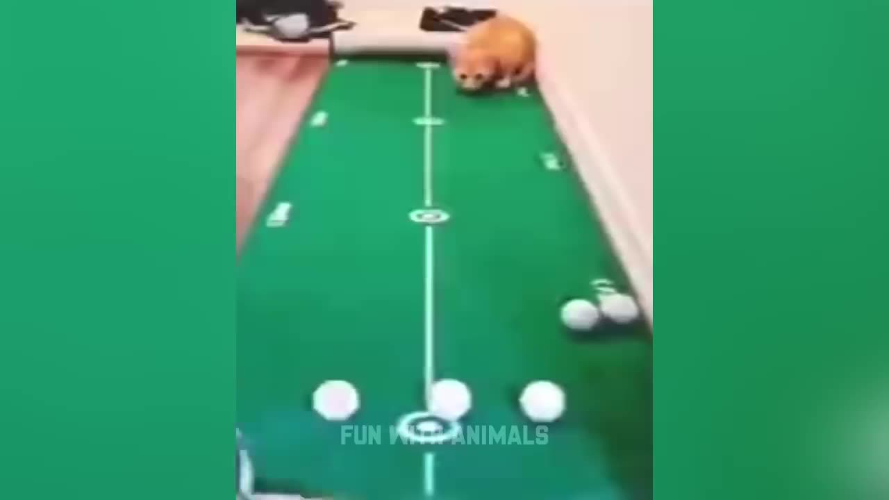 fun with animals