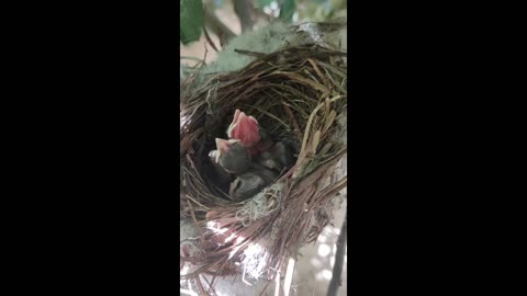 Newborn baby nightingale ( 3 days old )