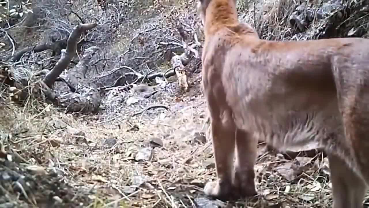 Amazing... Ferocious Crocodile Fights Madly And Kills Leopard To Save His Kind