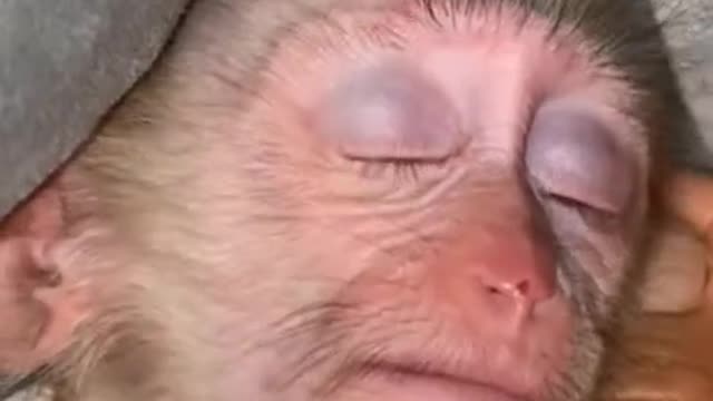 Baby monkey fight sleep