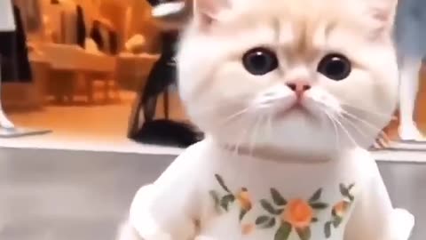 Funny cat