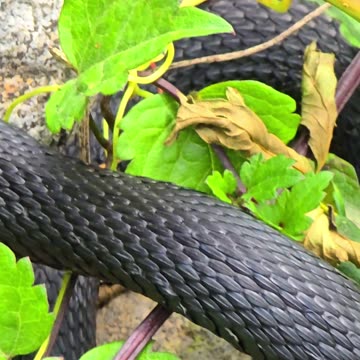Beautiful dark snake in nature / a beautiful snake in the grass.