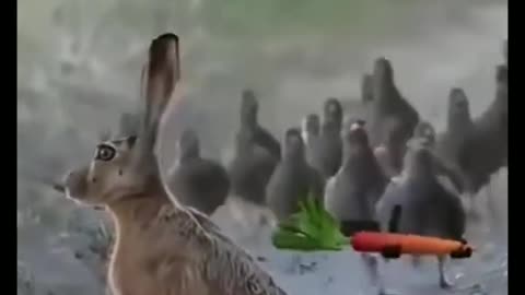 Very funny animal video