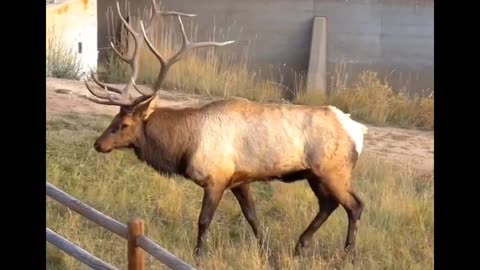 Bull Elk Bugles During the Rut in Estes Park Colorado