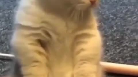 Cute kitty