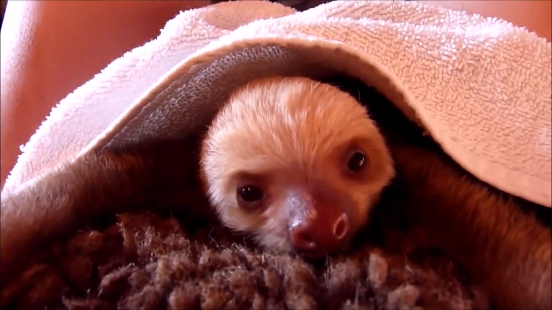 Baby Sloths Being Sloths - FUNNIEST Compilation