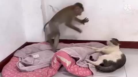 Monkey fight with cat