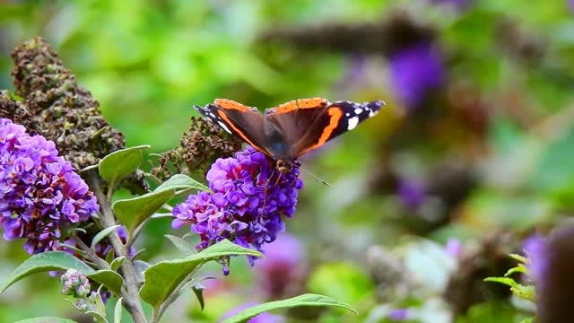 Natural butterfly