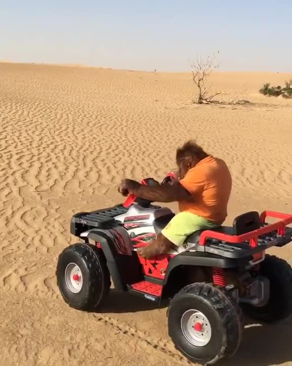 Orangután conduce cuatriciclo como un profesional