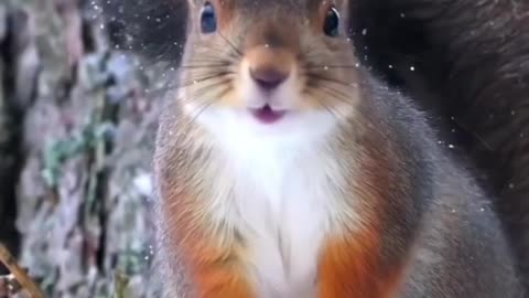 Snowy squirrel #shorts #shortvideo #video #virals #videoviral