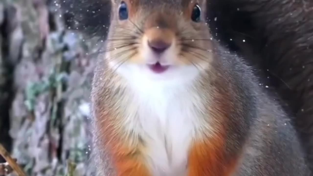 Snowy squirrel #shorts #shortvideo #video #virals #videoviral