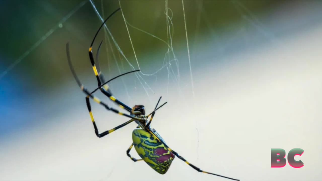 Flying venomous spiders size of human hand set to invade NY