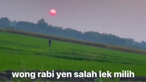 The green and refreshing view of paddy fields, along with the setting sun, is