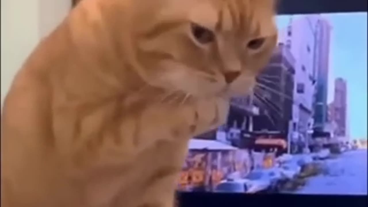 funny cat