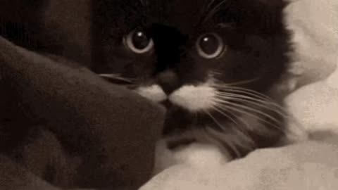 Cute Cat Gif
